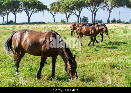 Des chevaux paissent sur un pré vert, des pins dans la distance Banque D'Images