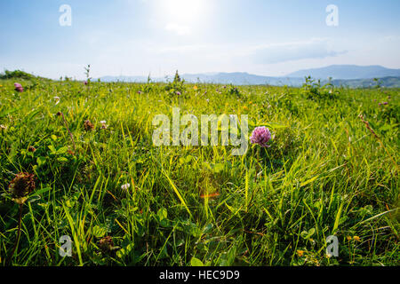 Fermer la vue de plusieurs têtes de trèfle rouge (Trifolium pratense) Banque D'Images