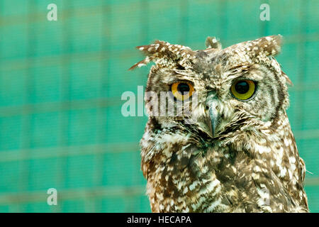 Je suis maintenant un hibou et ok et j'ai d'énormes yeux Banque D'Images