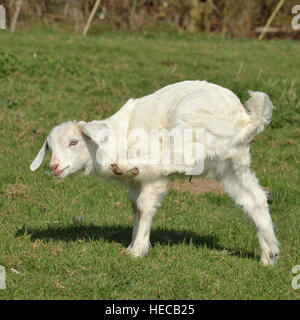 Cashmere femme kid Banque D'Images