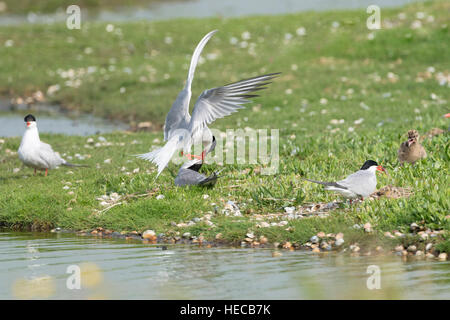 La sterne pierregarin (Sterna hirundo) paire présentant les poissons, Texel, aux Pays-Bas. Banque D'Images