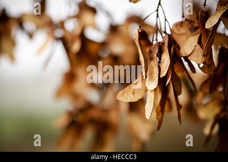 Les graines séchées et Frêne brun,ou,touches suspendues à branches en hiver. Le flutter touches jusqu'au sol pour germer. Banque D'Images