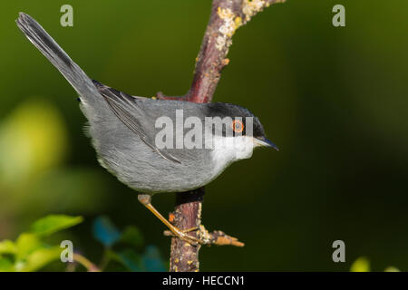 Fauvette sarde (Sylvia melanocephala), adulte perché sur une branche Banque D'Images