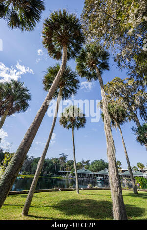 Silver Springs State Park est situé dans la région de Ocala, en Floride, et est l'une des plus grandes sources d'eau douce dans le monde. Banque D'Images