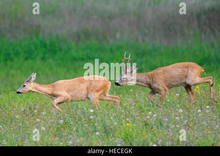 Le chevreuil (Capreolus capreolus) buck chasing doe en chaleur avant l'accouplement pendant le rut en été Banque D'Images