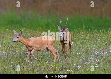 Le chevreuil (Capreolus capreolus) buck chasing doe en chaleur avant l'accouplement pendant le rut en été Banque D'Images