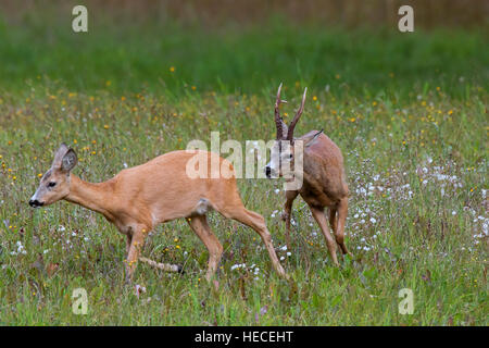 Le chevreuil (Capreolus capreolus) buck chasing doe en chaleur avant l'accouplement pendant le rut en été Banque D'Images