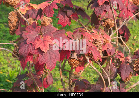 L'Hydrangea quercifolia 'harmonie' en automne Banque D'Images