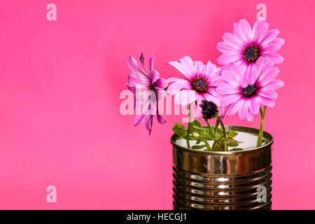 Fleurs Daisy disposés dans un vieil acier recyclé peut isolé sur un fond rose Banque D'Images