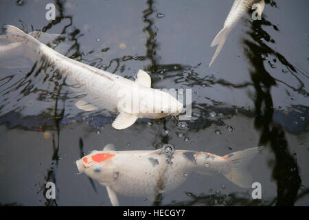 Plusieurs poissons blanc nommé Cyprinus carpio, également connu sous le nom de koi ou Nishikigoi, natation dans l'eau de l'étang noir Banque D'Images