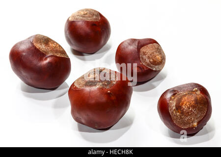 Close up studio shot of autumn conkers isolé sur fond blanc Banque D'Images