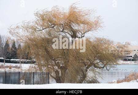 Willow Banque D'Images