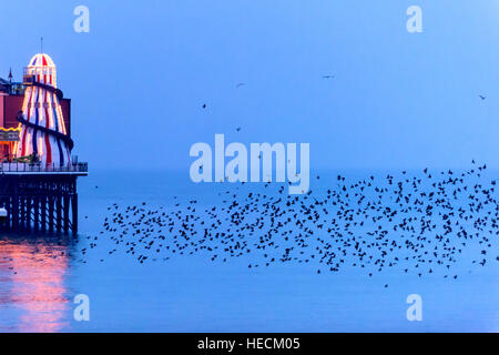 Brighton, UK. Dec 19, 2016. Météo. L'étourneau murmurating autour du palais de Brighton Pier avant de se percher sur la structure pour la nuit. © Andrew Hasson/Alamy Live News Banque D'Images