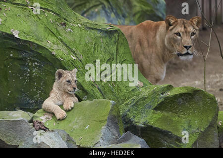 Neuwied, Allemagne. Dec 21, 2016. L'un des deux trois mois des lionceaux regarde de derrière un rocher au zoo de Neuwied, Allemagne, 21 décembre 2016. Dans l'arrière-plan sa mère Zari peut être vu. Photo : Thomas Frey/dpa/Alamy Live News Banque D'Images