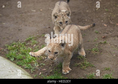 Neuwied, Allemagne. Dec 21, 2016. Les deux trois mois des lionceaux de jouer les uns avec les autres au zoo de Neuwied, Allemagne, 21 décembre 2016. Photo : Thomas Frey/dpa/Alamy Live News Banque D'Images