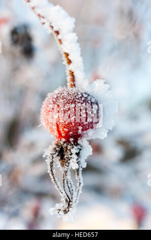 De l'églantier Wild Rose aciculaire ou Rosa acicularis plante couverte de neige et de cristaux de glace Banque D'Images