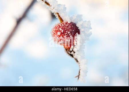 De l'églantier Wild Rose aciculaire ou Rosa acicularis plante couverte de neige et de cristaux de glace Banque D'Images