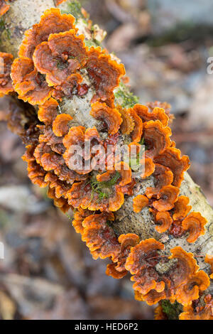 Champignon non identifiés, le Parc National de Garajonay, La Gomera, Canary Islands, Spain Banque D'Images