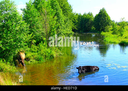 Les vaches rurales boire de l'eau dans la rivière Banque D'Images