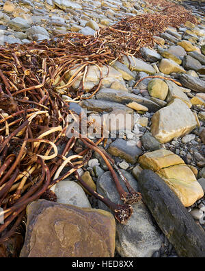 Tiges d'algues échoués sur la plage de Keiss, Caithness, Ecosse Banque D'Images