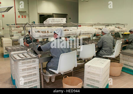 L'industrie de la conserve de poisson, Cambados, Pontevedra province, région de la Galice, Espagne, Europe Banque D'Images