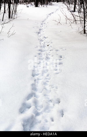 Les traces de pas dans la neige fraîche en forêt en hiver jour Banque D'Images