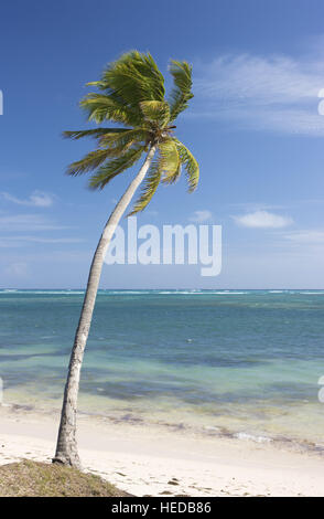 Cocotier (Cocos nucifera) sur la plage, la République dominicaine, Caraïbes Banque D'Images