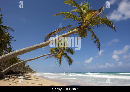 Le cocotier (Cocos nucifera) sur la plage, la République dominicaine, Caraïbes Banque D'Images