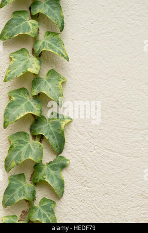 Ivée variégée, Hedera canariensis, grimpant sur le mur rendu extérieur de la maison Banque D'Images