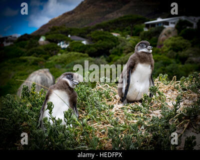L'Afrique bébé pingouins à Boulders Beach, Cape Town, Afrique du Sud Banque D'Images