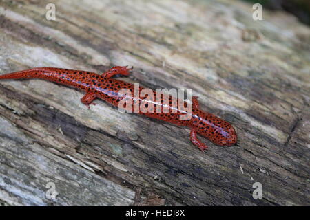 Salamandre rouge du nord [Pseudotriton ruber].california,USA Banque D'Images