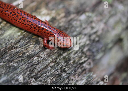 Salamandre rouge du nord [Pseudotriton ruber].california,USA Banque D'Images