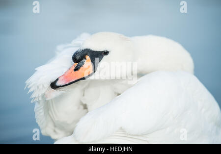 Cygne au nettoyage du matin, le Hyde Park, Londres Banque D'Images