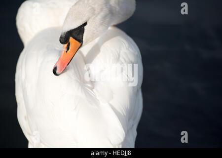 Cygne au nettoyage du matin, le Hyde Park, Londres Banque D'Images