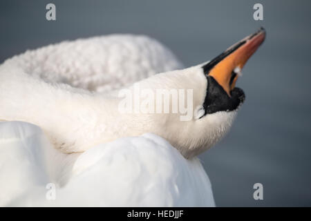 Cygne au nettoyage du matin, le Hyde Park, Londres Banque D'Images