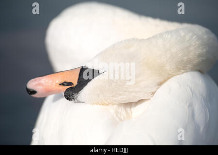 Cygne au nettoyage du matin, le Hyde Park, Londres Banque D'Images