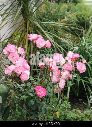 Blanc et rose rose ou connu sous le nom de Hannah Gordon roses en pleine floraison Banque D'Images