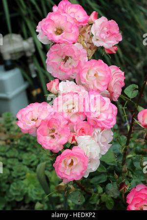 Roses blanches et roses ou connu sous le nom de Hannah Gordon roses en pleine floraison Banque D'Images