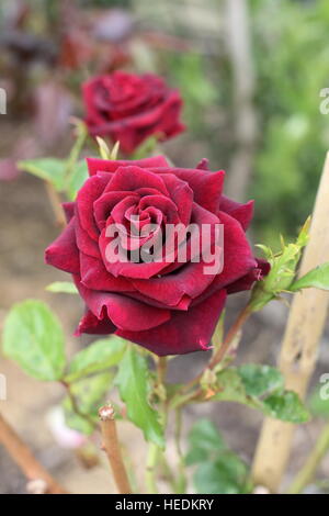 Abracadabra Hybrid Tea Rose en pleine floraison Banque D'Images