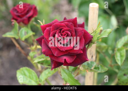 Abracadabra Hybrid Tea Rose en pleine floraison Banque D'Images