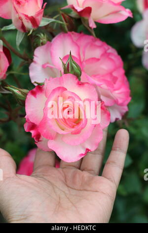 Main tenant le blanc et rose rose ou connu sous le nom de Hannah Gordon roses en pleine floraison Banque D'Images