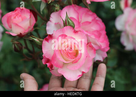 Main tenant le blanc et rose rose ou connu sous le nom de Hannah Gordon roses en pleine floraison Banque D'Images