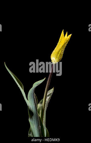 Type Lilly 'tulip' West Point Banque D'Images