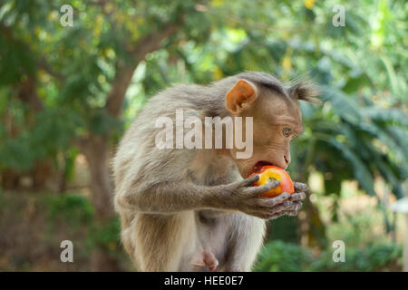 Les macaques indiens, macaques bonnet, ou (lat. Macaca radiata). Types d'habitat - les forêts tropicales de montagne de l'Inde, vont parfois dans les villes. Un monke Banque D'Images