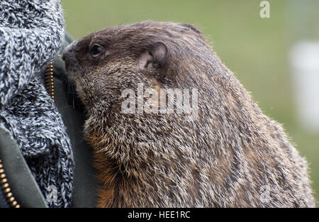 Marmotte pour animaux de compagnie Banque D'Images