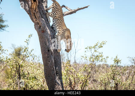 Leopard sortant d'un arbre dans le Parc National Kruger, Afrique du Sud. Banque D'Images