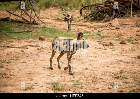 Les chiens sauvages d'Afrique en marche vers l'appareil photo dans le parc national Kruger, Afrique du Sud. Banque D'Images