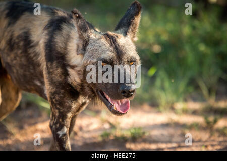 Avec chien sauvage d'Afrique dans le Parc National Kruger, Afrique du Sud. Banque D'Images