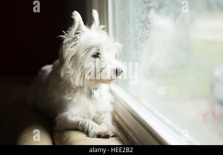 West Highland White Terrier Banque D'Images