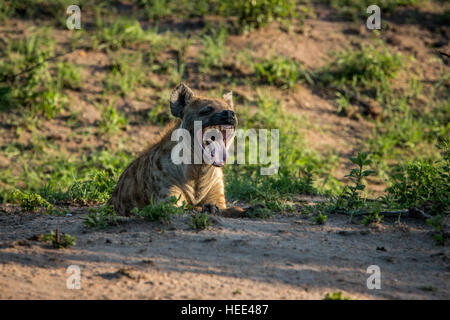 L'hyène tachetée le bâillement dans le Parc National Kruger, Afrique du Sud. Banque D'Images